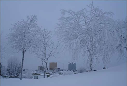 Snowy Foliage