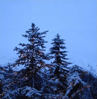 Snowy Evergreens