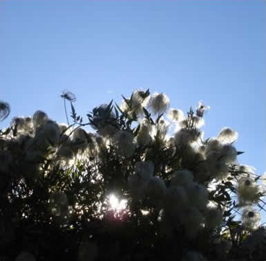 Sunlit Foliage