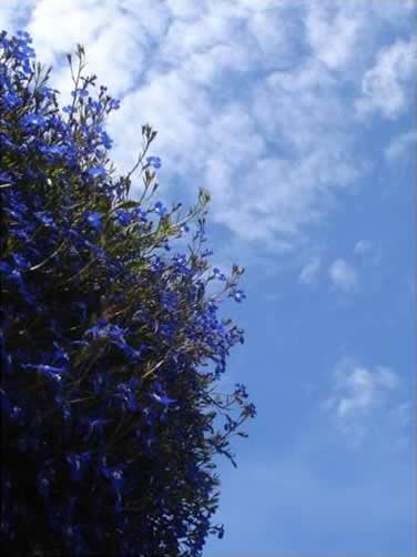 Blue Blooms Against a Blue Sky