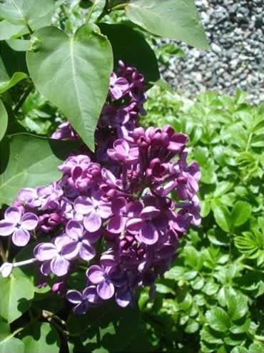 Flowers Up Close