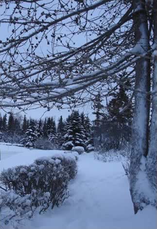 Snow-covered Path