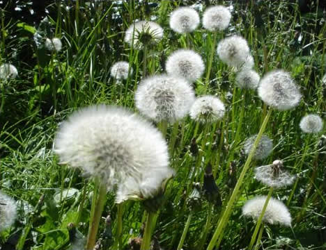 Dandelions in Seed