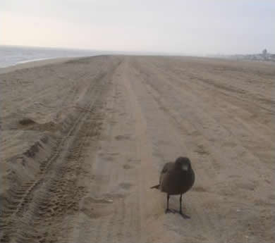 Dark Seagull on the Beach