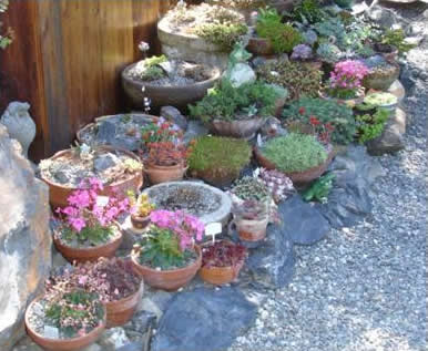 Containers of Plants