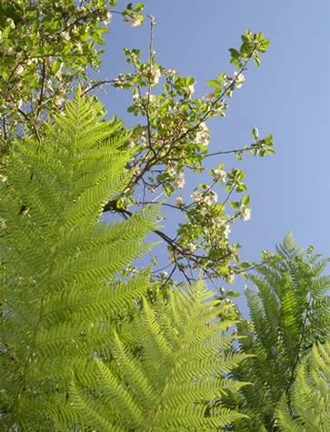 Garden at Noe's Nest