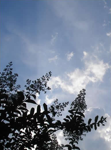 Foliage Silhouette