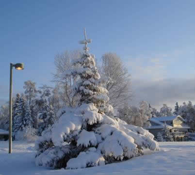 Snowy evergreen