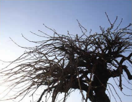 Silhouette of a Tree Against the Sky