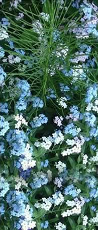 Forget Me Not flowers