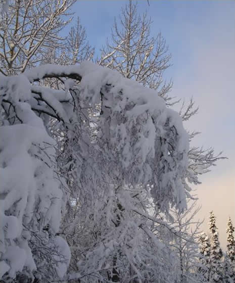 Snowy trees