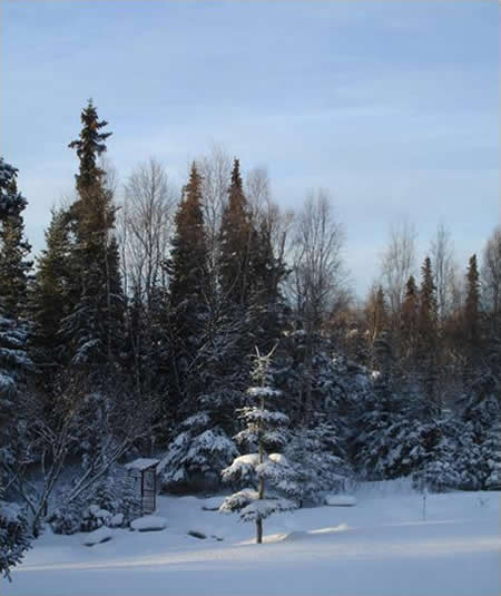 Wintry Field