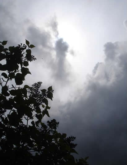 Gray Skies with Foliage