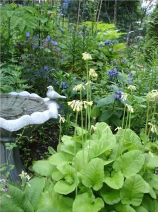 Garden Greenery