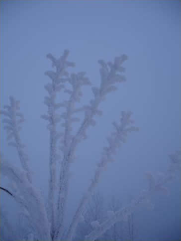 Icy Branch