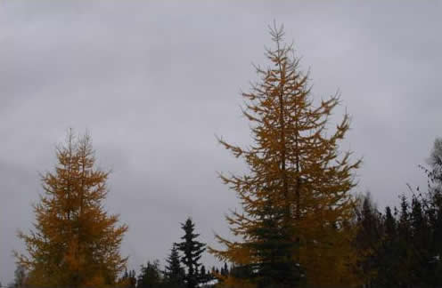 Larch Trees