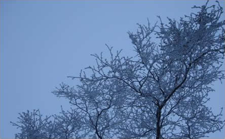 Mist & frost covered tree