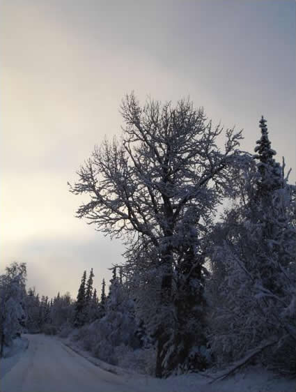 Snow at Morning's First Light