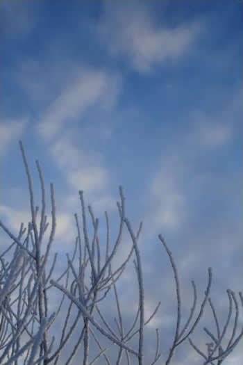 Frosty Branches