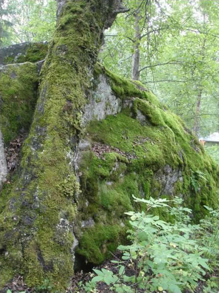 Moss Covered Tree