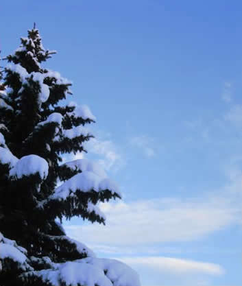 Snow Capped Tree