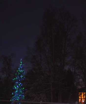 Tree lights at night