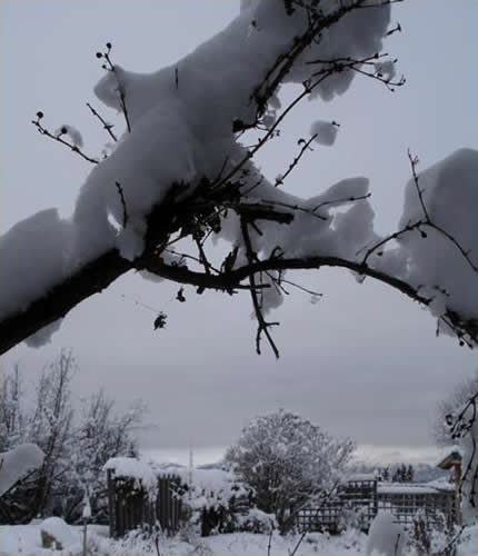 Under the Shadow of a Branch