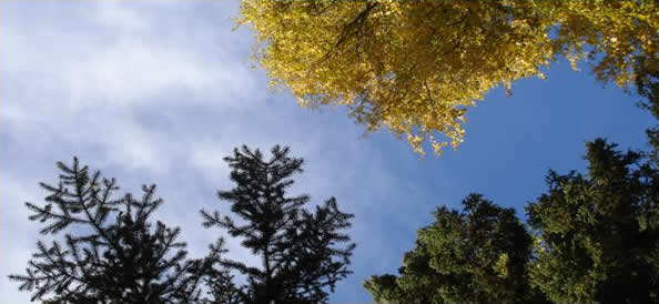 Looking above at golden leaves and evergreen