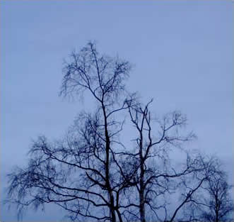 Tree at Dusk