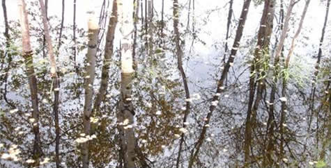 Flood waters in grove of trees