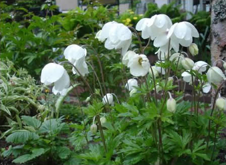 Whitehouse flowers