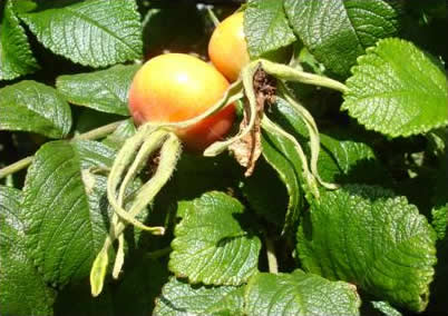 Rose Hips