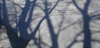 Shadows of Trees