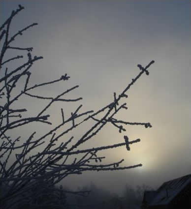 Frosty Silhouette