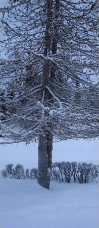 Wintry Blue Snow