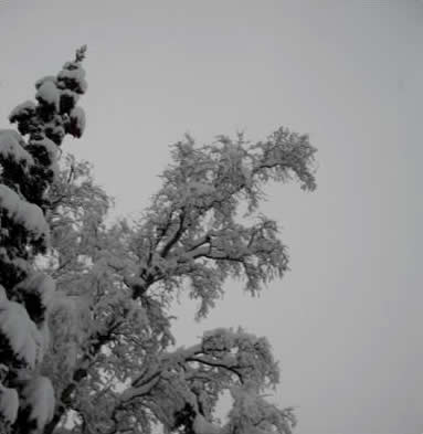 Snowy Branches Dancing