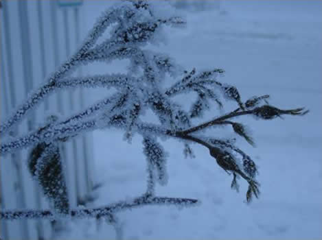 Frosty Branches