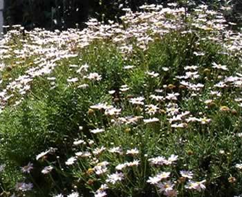 Daisies