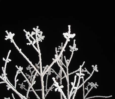 Frosty Branches Illuminated Against Night Sky