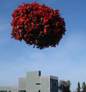 Flowers above a window with hospital outside in background