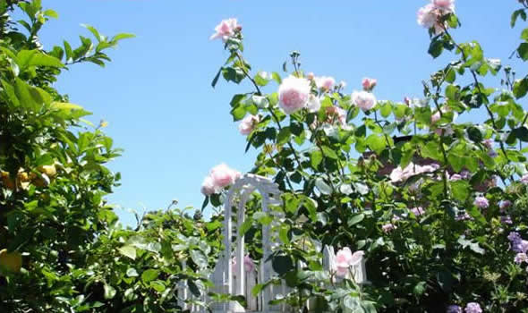 Rose Arbor