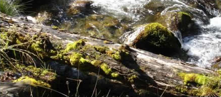 Stream and moss-covered rocks