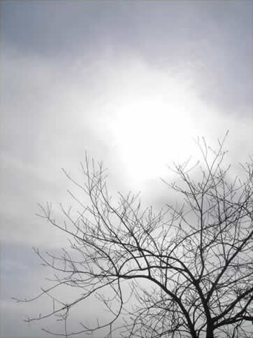 Silhouette of tree