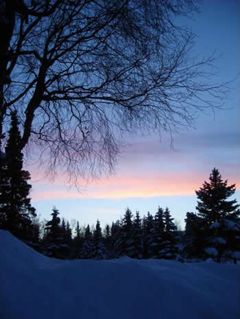 Silhouette of tree