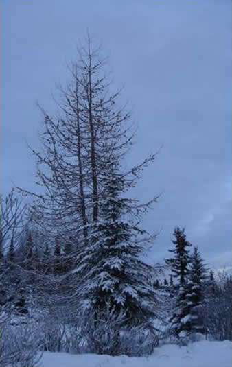 Snow-covered evergreen