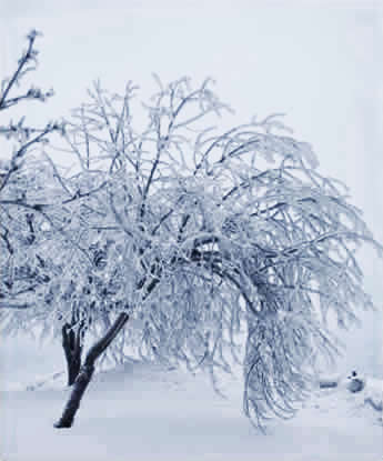 Frost-covered tree