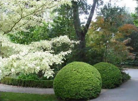 Beautifully groomed garden