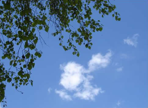 Blue sky with leafy tree