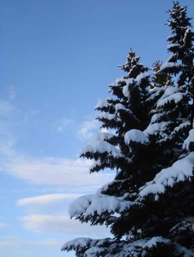 Snowy evergreen foliage