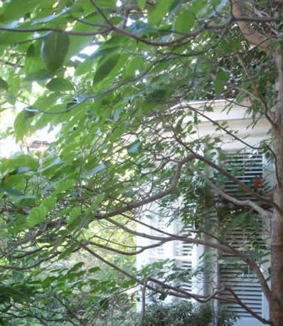 Leafy overhang with shuttered window in background